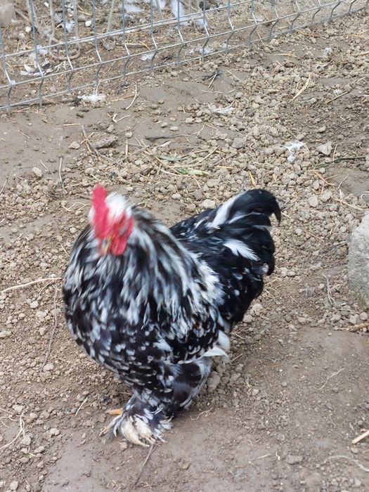 Oua de incubat chochina