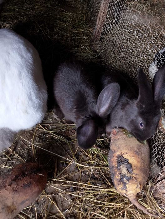 Vând iepurași mâncăcioși și jucăuși