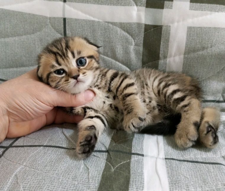 Шотланские мальчик