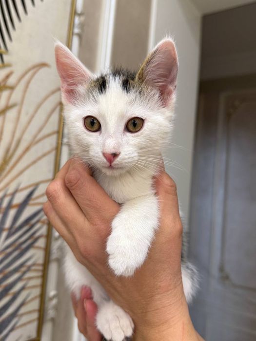 Котенок мальчик