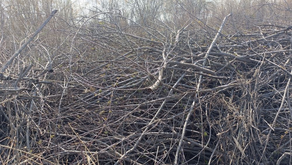 Daraxt shohlari sotiladi. Quruq o'tin.