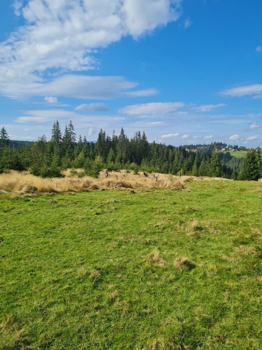 Teren de vânzare Maguri jud Cluj