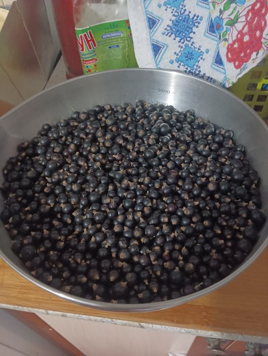 Чёрная Смородина