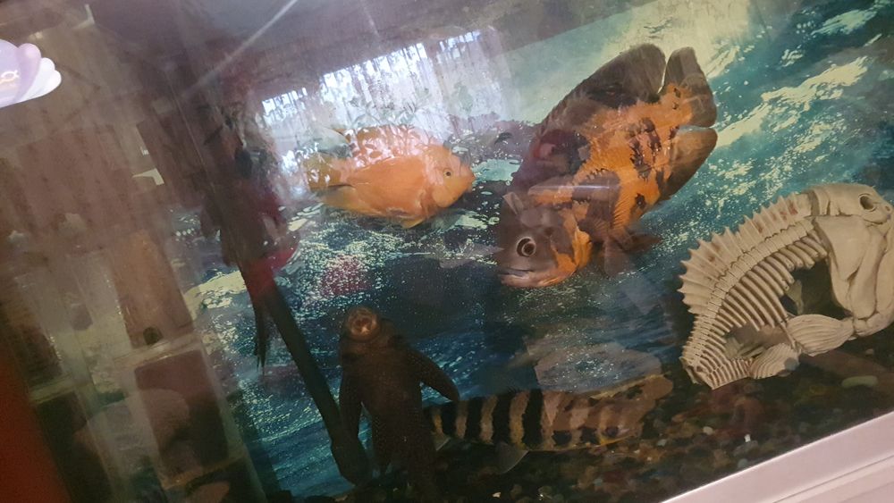 Аквариум домашний