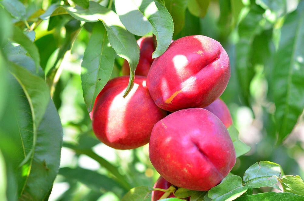 Nectarin (Soiul Venus )