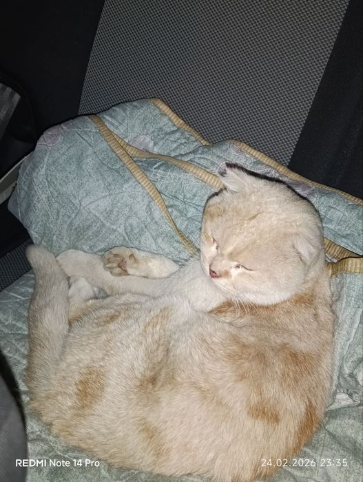 Skotsh fold sotiladi