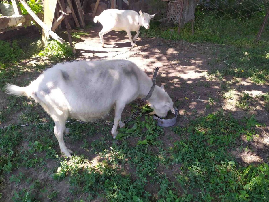Коза молочной породы
