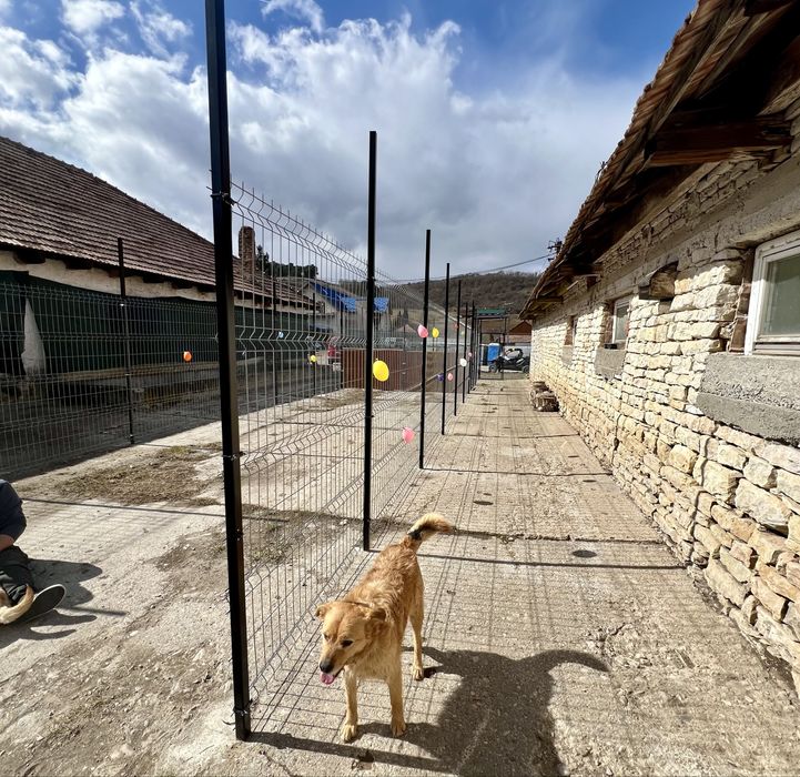 Cazare caini Cluj DogStar, pensiune caini, dresaj caini, toaletaj