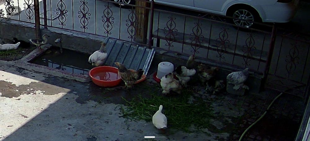 brama tovuqlar sotilad tuxumga krgan 7oylik