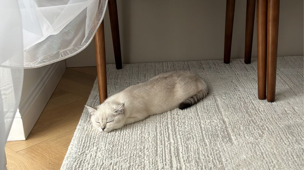 Кошку девочку в хорошие руки отдам