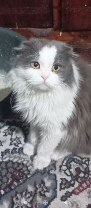 Киз мушукларни учрашувга таклиф килади