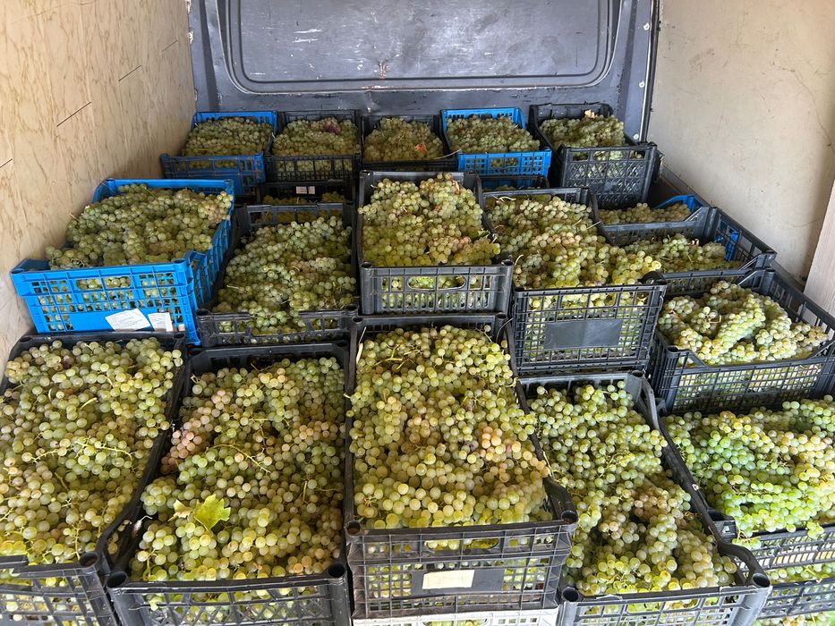 Struguri de vin