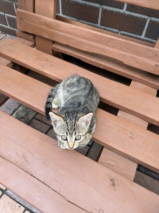 Отдам котёнка девочка