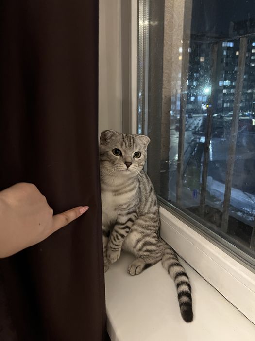 скоттиш фолд вислоухая