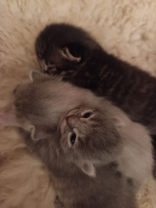 Открывается бронь на котят
