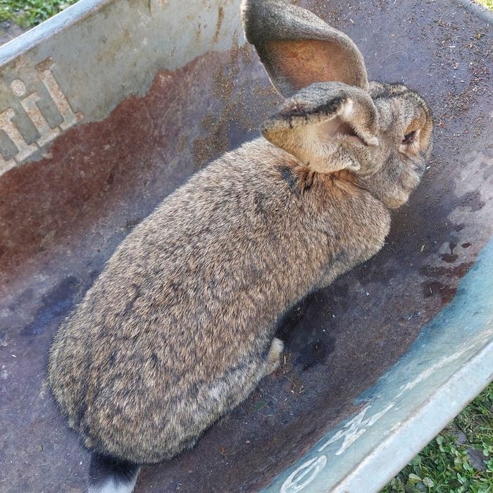 Vând iepuri de rasă uriaș german și fluture german