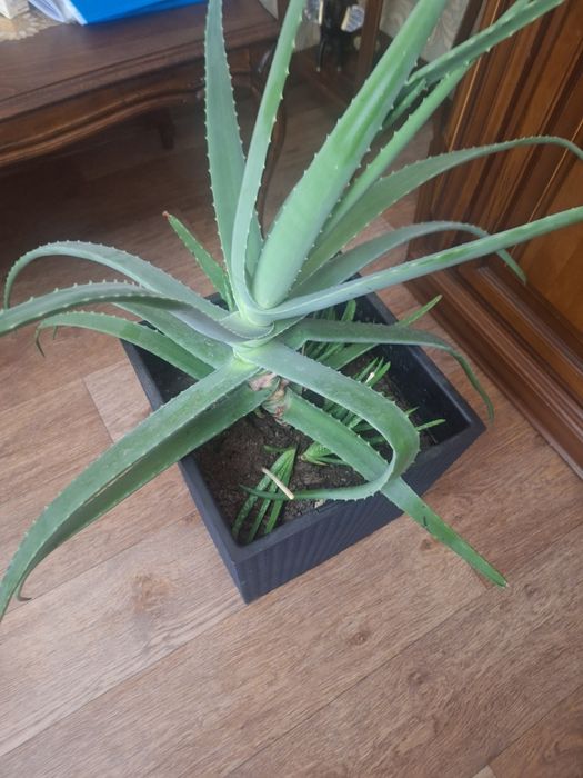 Алое вера в горшке