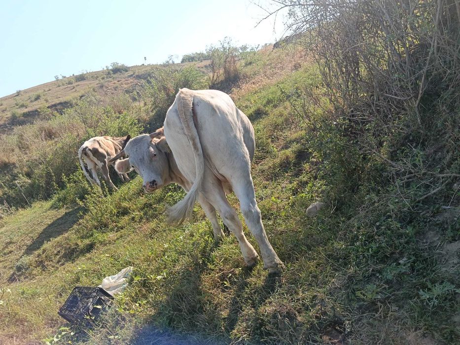 Vând Vaci și Viței din Iași, Belcești