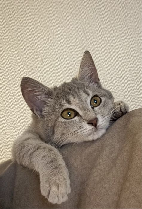 Отдам кота в добрые руки