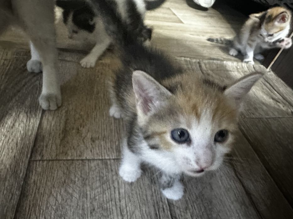 Отдам котят в добрые руки