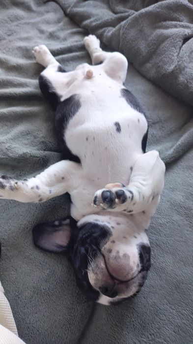 Щенок французского бульдога