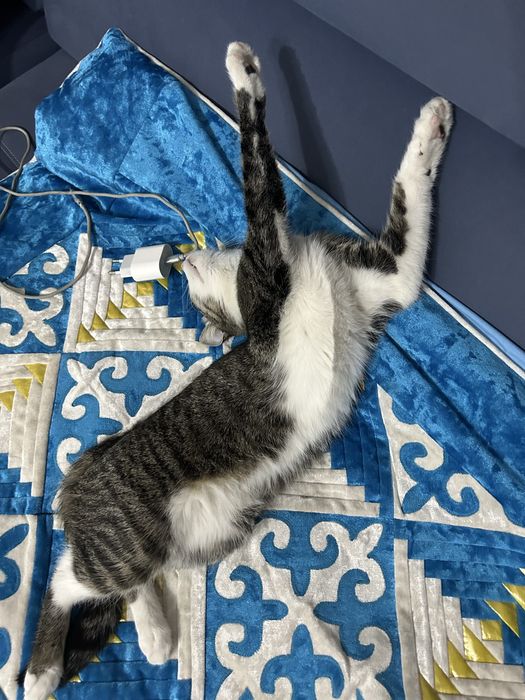 Отдам котенка даром