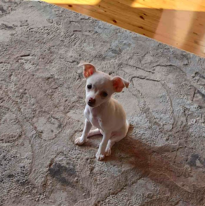 Момиче чихуахуа на 3м