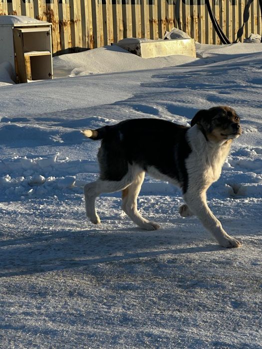 Отдам щенков подростков в добрые руки