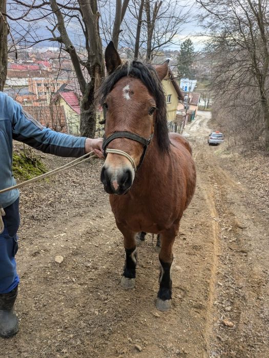 Vând mânză semigrea