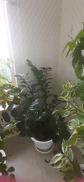 адаптированные комнатные растения