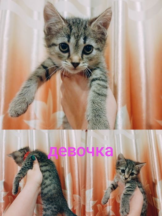 Отдам котят в добрые руки