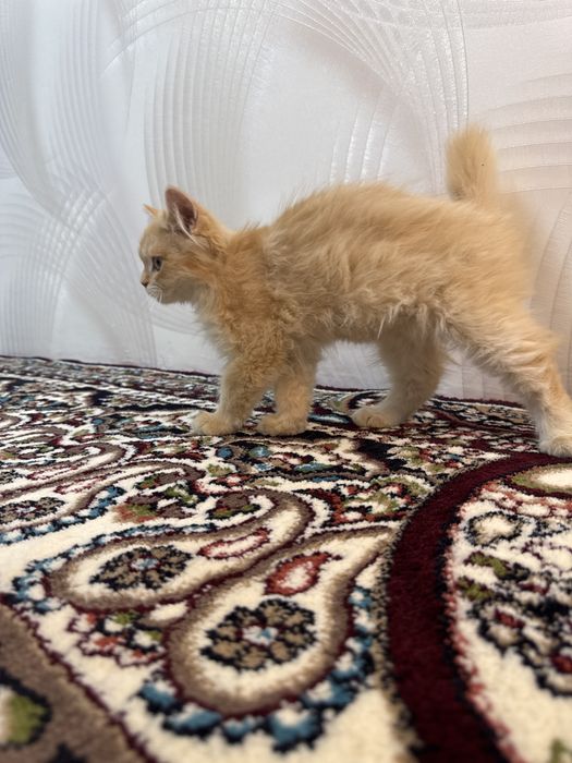 Britanskaya catt