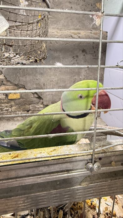 Жако Александр  попугай  оладиганлар  телефон килсин