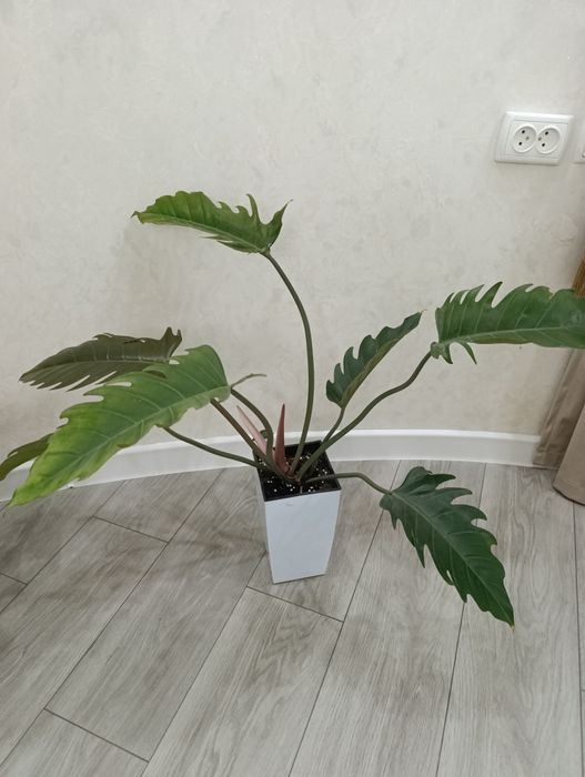 Продаётся филодендрон