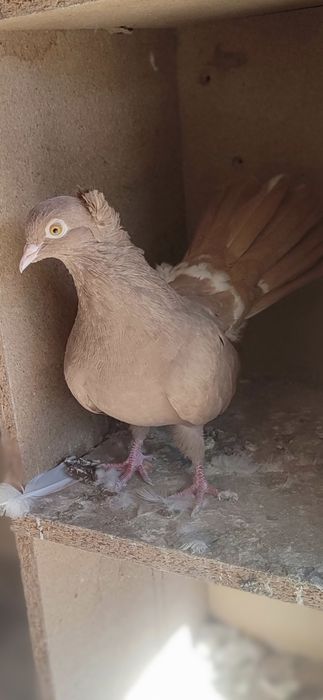 Porumbei de ornament