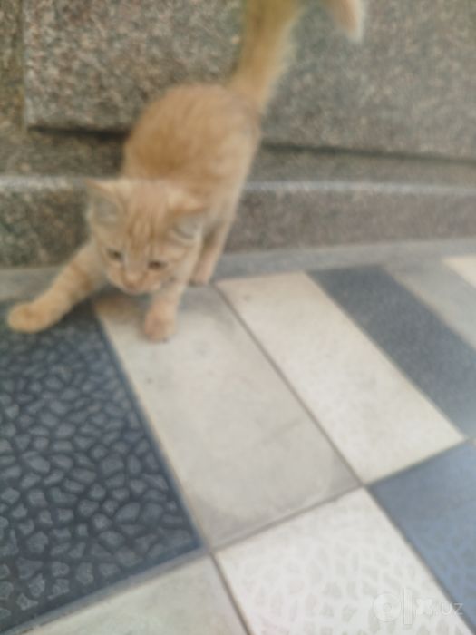 Продаются 3 котята,