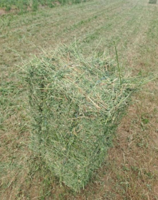 Vand baloti fan si otava