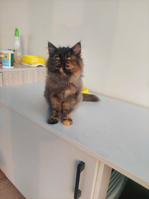 Котенок девочка пушистая Ташкент