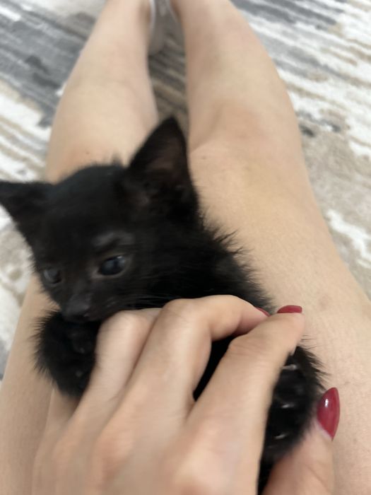 Котенок в добрве руки