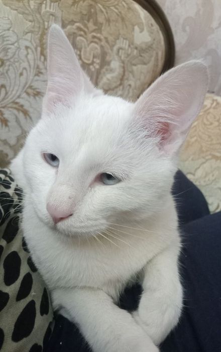 Продаётся белая  кошка