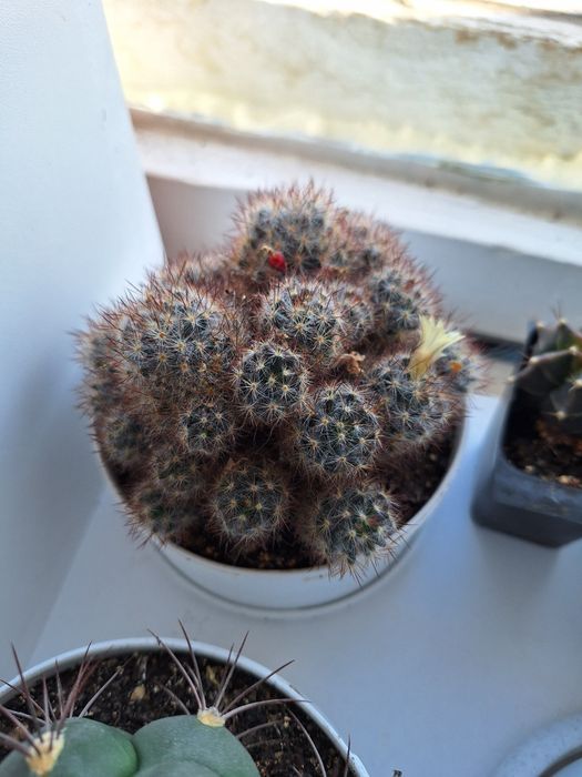 Кактусы коллекция необычные