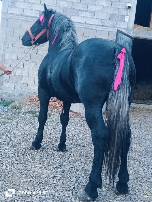 De vânzare mânz de 2 ani