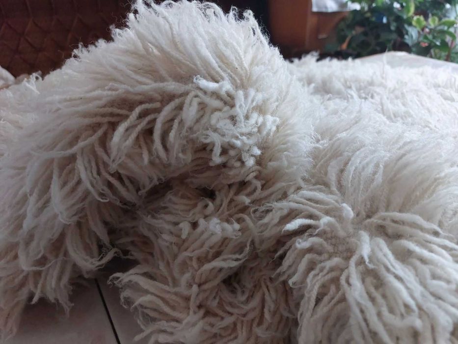 Уникален китеник, реснач, губер - неизползван