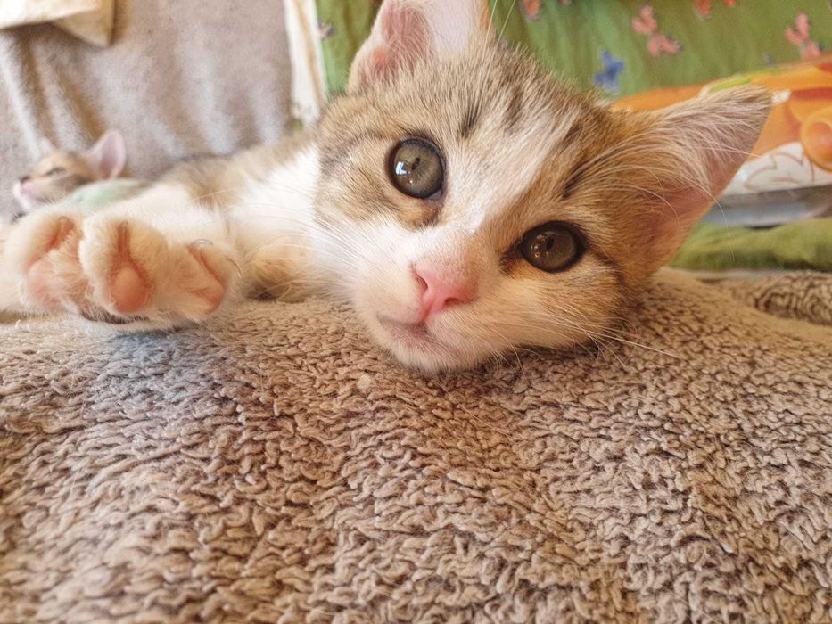 Подарявам малки котета