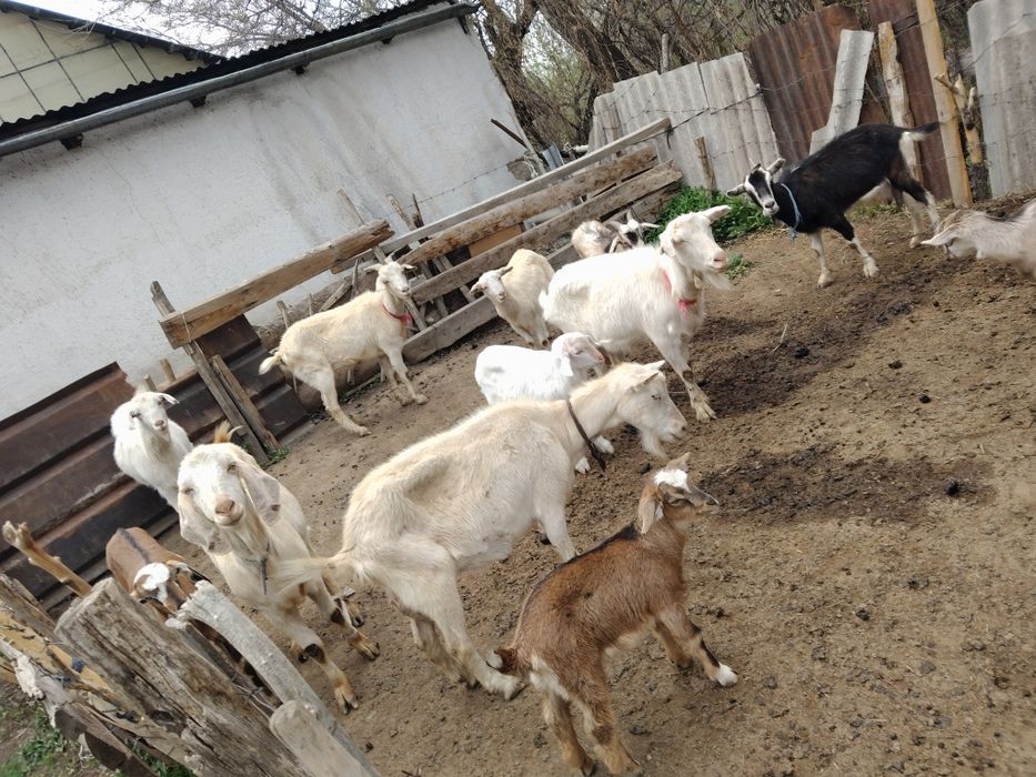 Сұтті ешклер сатылады