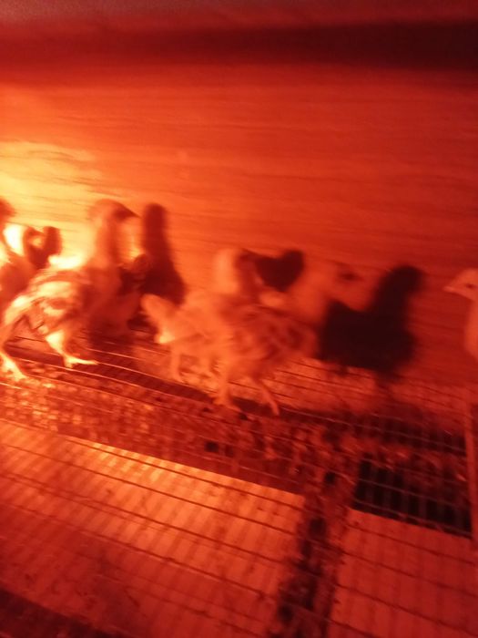 Продам домашних цыплят
