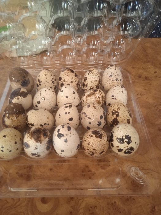 Продам перепелиные яйца