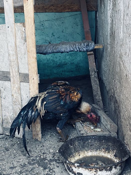 Продам дакан туляг