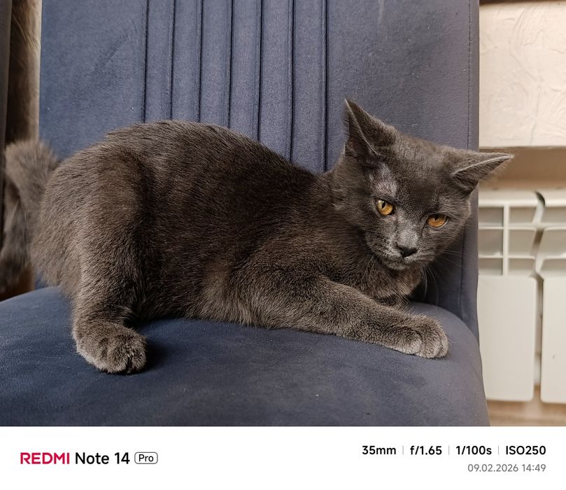 Кошка Шотландская Прямоухая