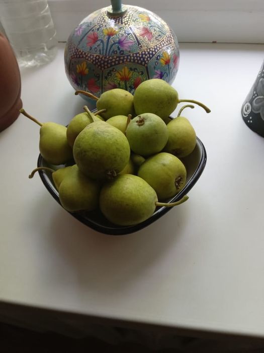 Продаю дачные груши сладкие